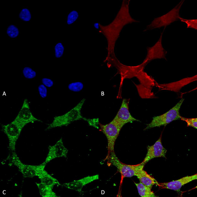 GABRA4 Antibody in Immunocytochemistry (ICC/IF)