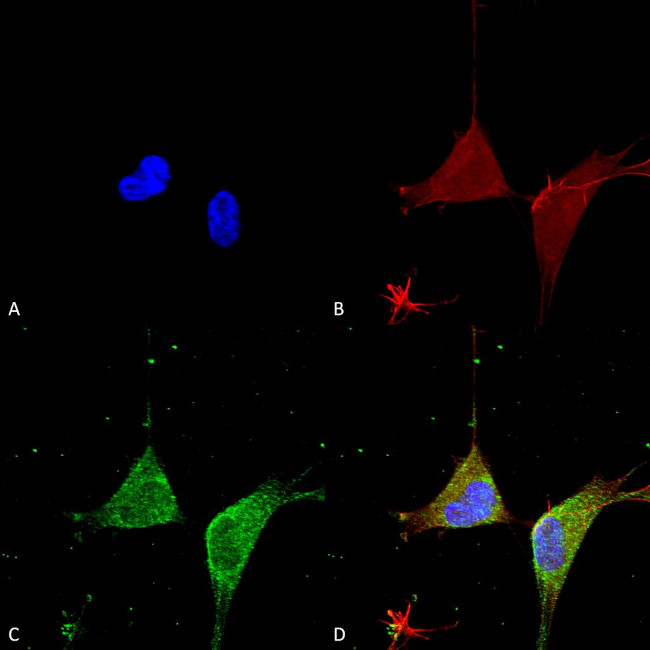 GABRA5 Antibody in Immunocytochemistry (ICC/IF)