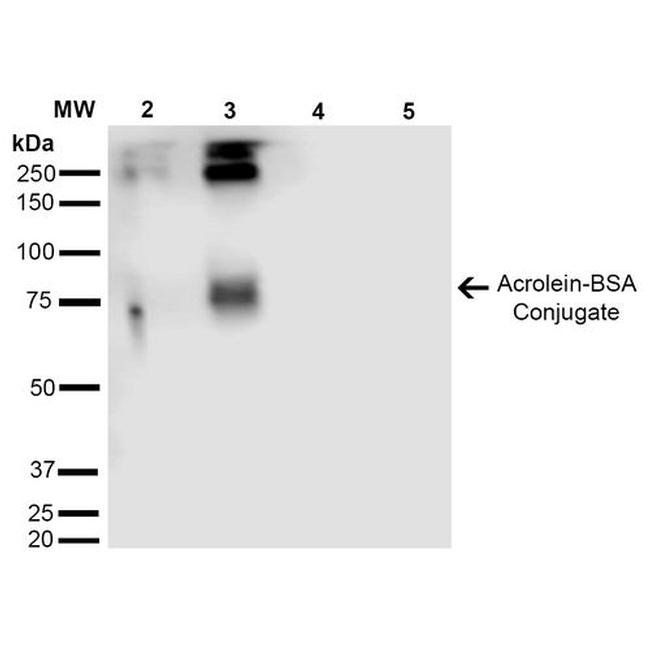 Acrolein Antibody in Western Blot (WB)