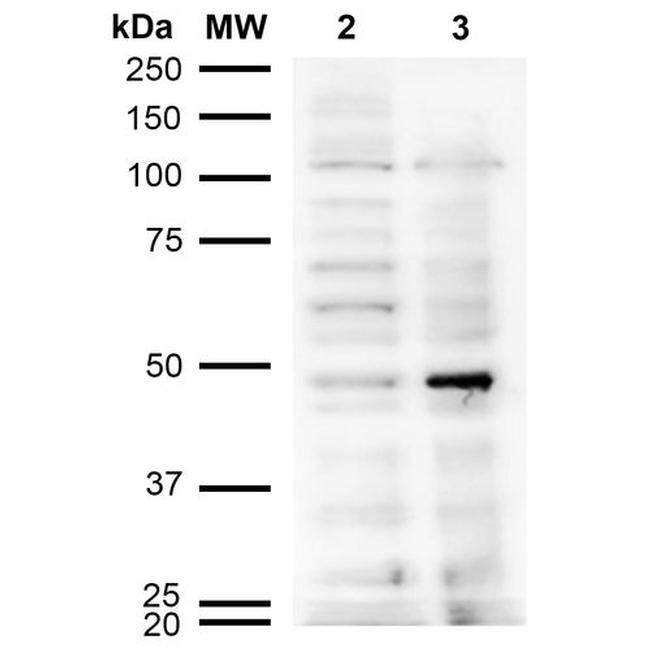 Acrolein Antibody in Western Blot (WB)