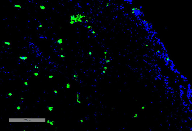 Acrolein Antibody in Immunohistochemistry (IHC)