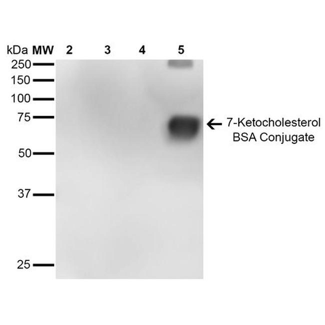 7-Ketocholesterol Antibody in Western Blot (WB)