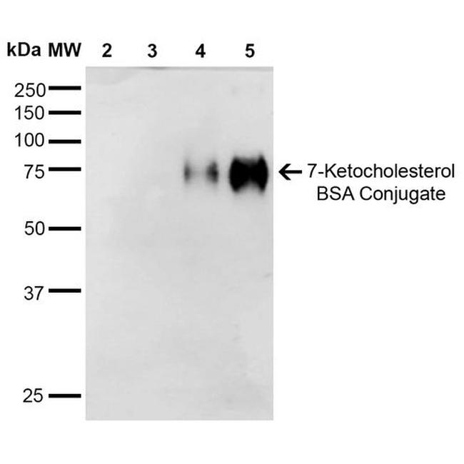 7-Ketocholesterol Antibody in Western Blot (WB)
