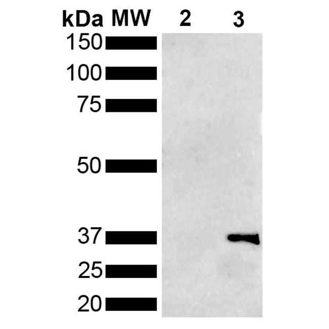 Metallothionein Antibody in Western Blot (WB)