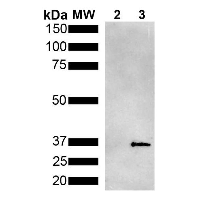 Metallothionein Antibody in Western Blot (WB)