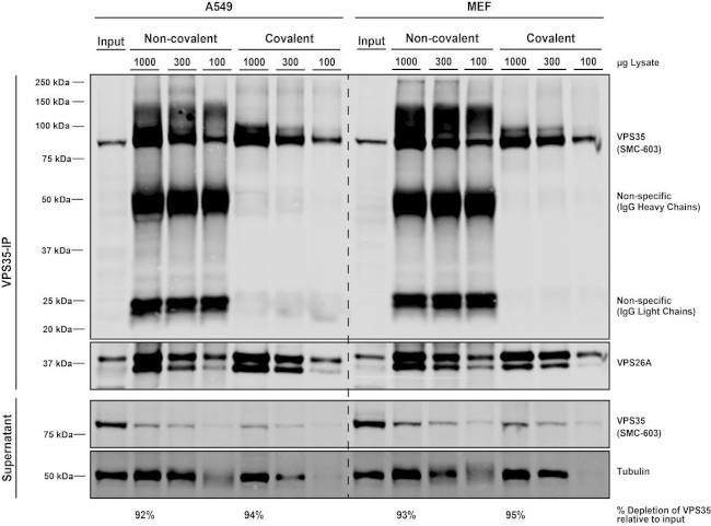 VPS35 Antibody in Immunoprecipitation (IP)