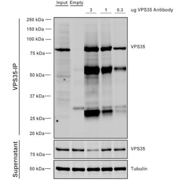 VPS35 Antibody in Immunoprecipitation (IP)