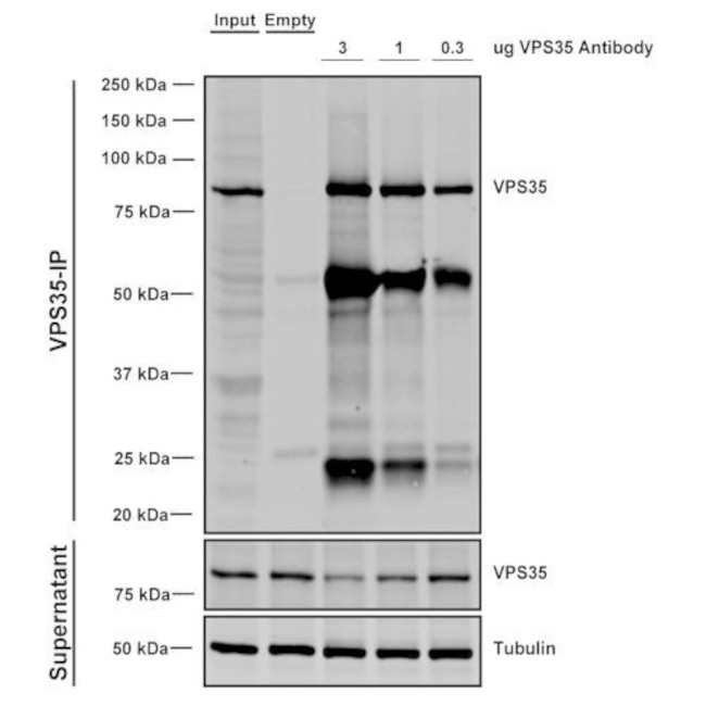 VPS35 Antibody in Immunoprecipitation (IP)