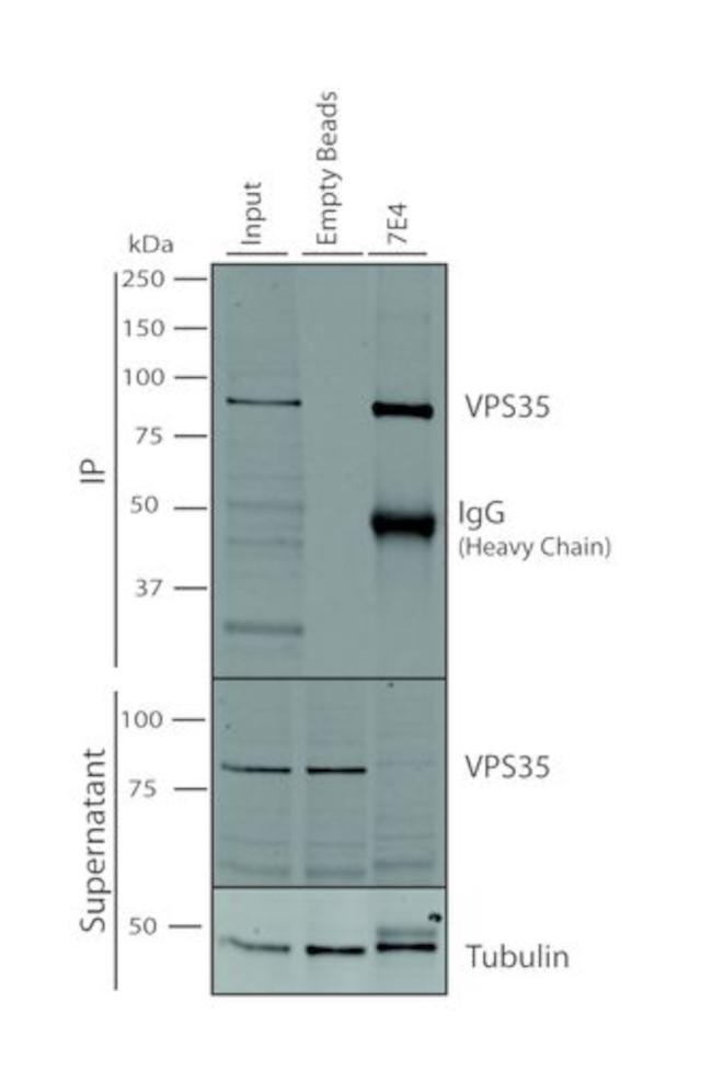 VPS35 Antibody in Immunoprecipitation (IP)