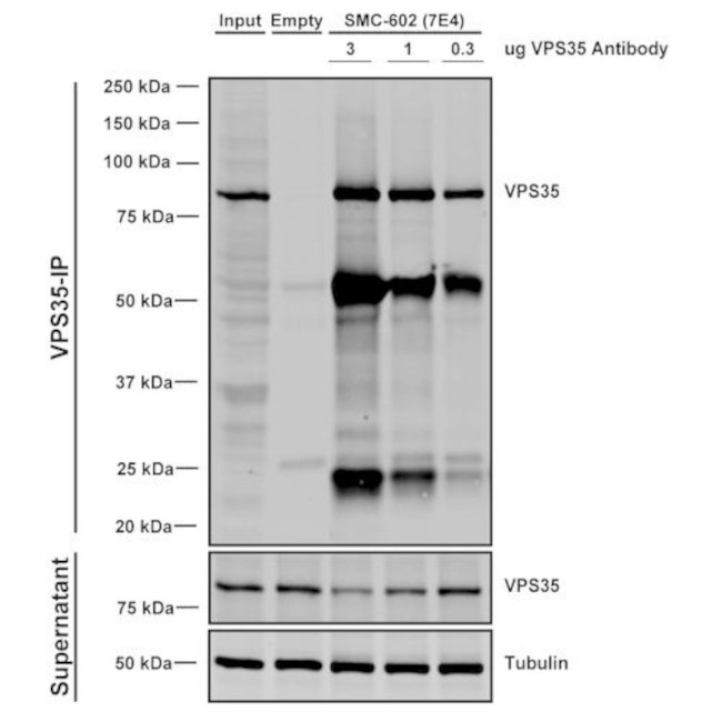 VPS35 Antibody in Immunoprecipitation (IP)