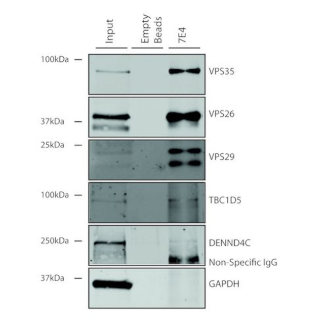 VPS35 Antibody in Immunoprecipitation (IP)