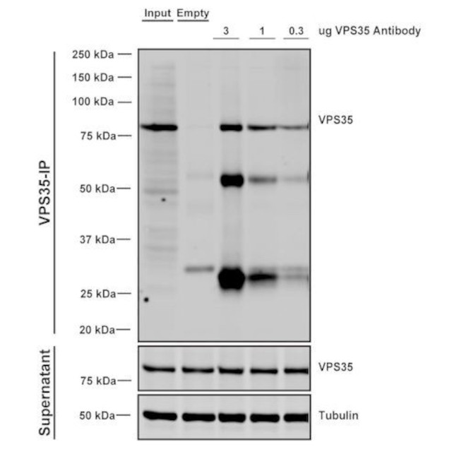 VPS35 Antibody in Immunoprecipitation (IP)