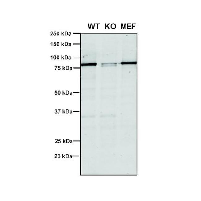 VPS35 Antibody in Western Blot (WB)