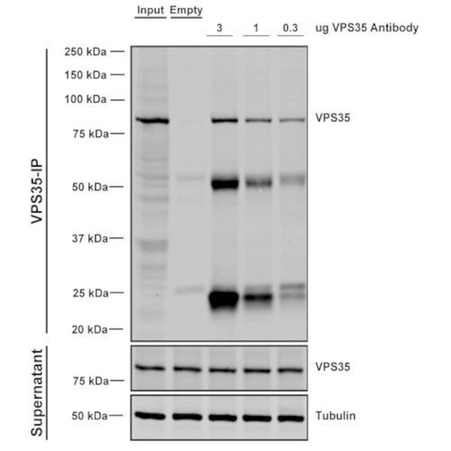 VPS35 Antibody in Immunoprecipitation (IP)