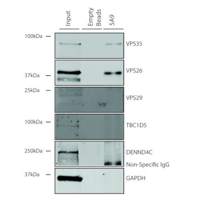 VPS35 Antibody in Immunoprecipitation (IP)