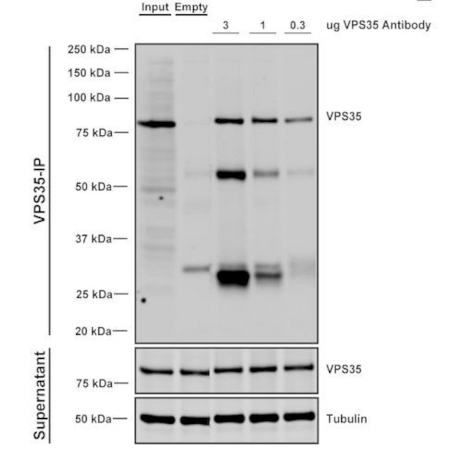 VPS35 Antibody in Immunoprecipitation (IP)