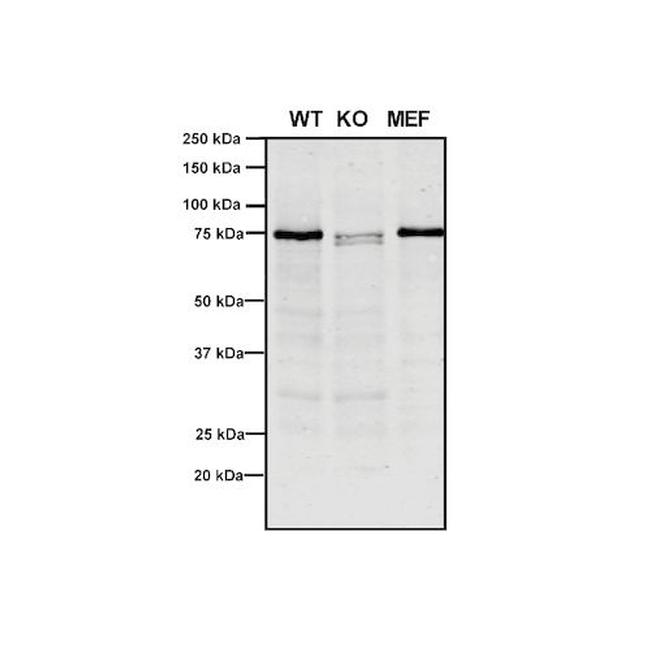 VPS35 Antibody in Western Blot (WB)