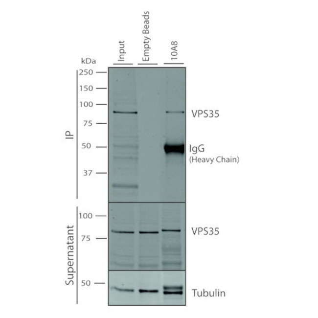 VPS35 Antibody in Immunoprecipitation (IP)