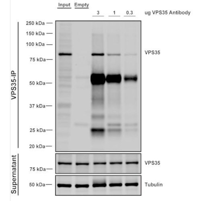 VPS35 Antibody in Immunoprecipitation (IP)