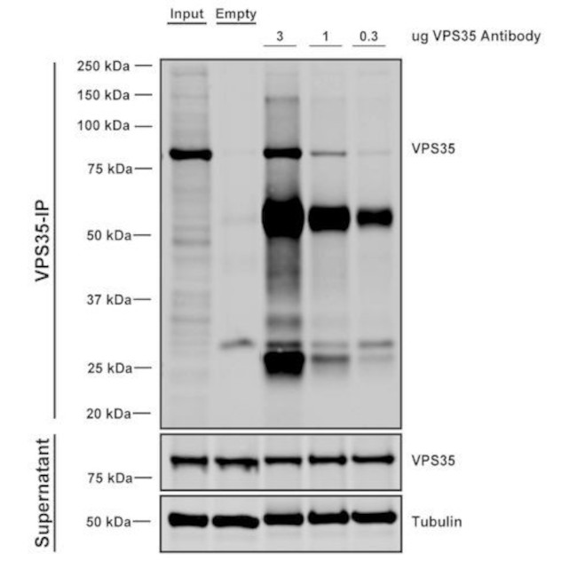 VPS35 Antibody in Immunoprecipitation (IP)