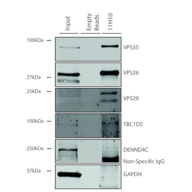 VPS35 Antibody in Immunoprecipitation (IP)