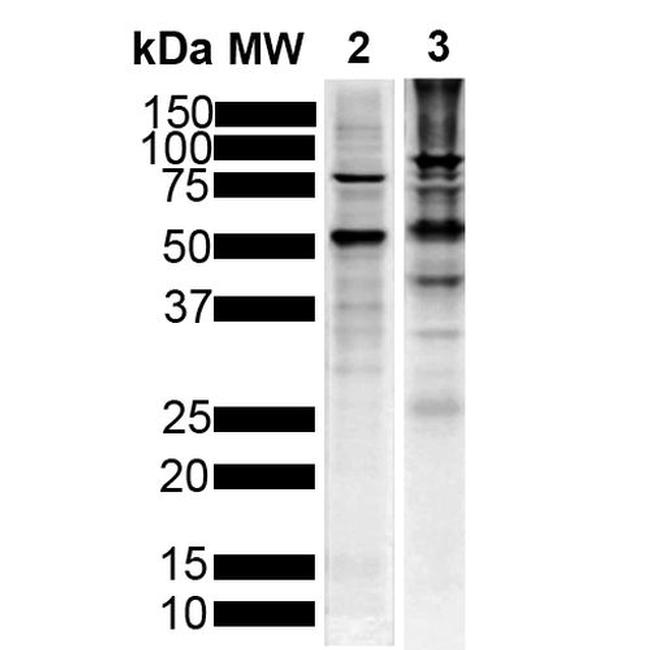 Tau Antibody in Western Blot (WB)