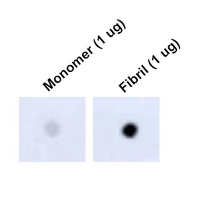 Tau Antibody in Dot Blot (DB)