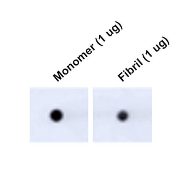 Tau Antibody in Dot Blot (DB)