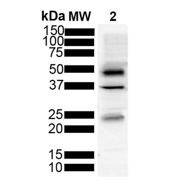 Tau Antibody in Western Blot (WB)