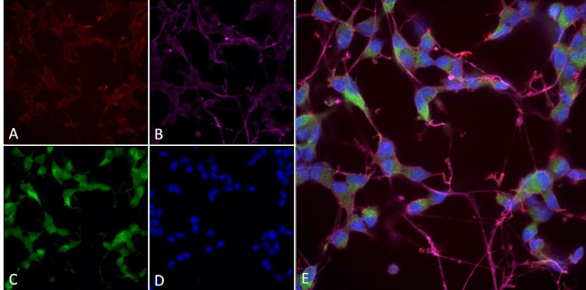 nNOS Antibody in Immunocytochemistry (ICC/IF)