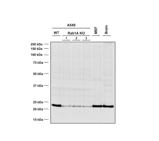 RAB1A Antibody in Western Blot (WB)