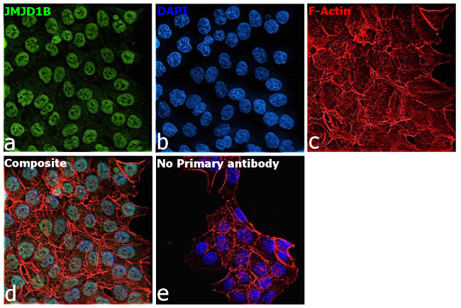 JMJD1B Antibody in Immunocytochemistry (ICC/IF)