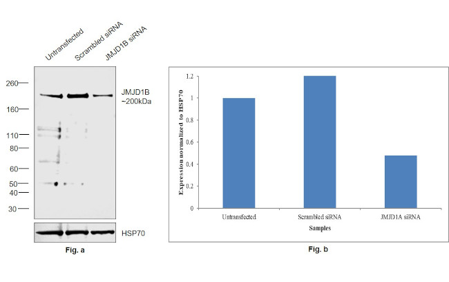 JMJD1B Antibody