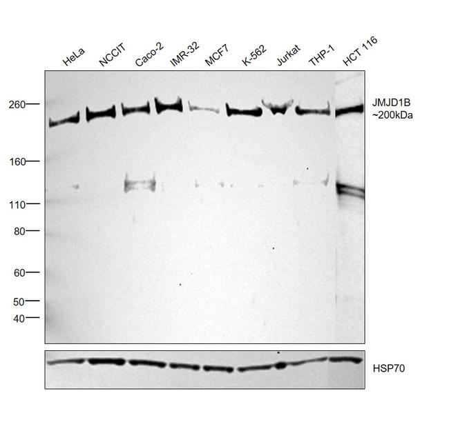 JMJD1B Antibody in Western Blot (WB)