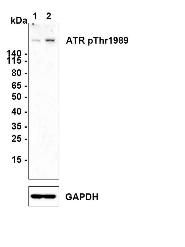 Phospho-ATR (Thr1989) Antibody in Western Blot (WB)