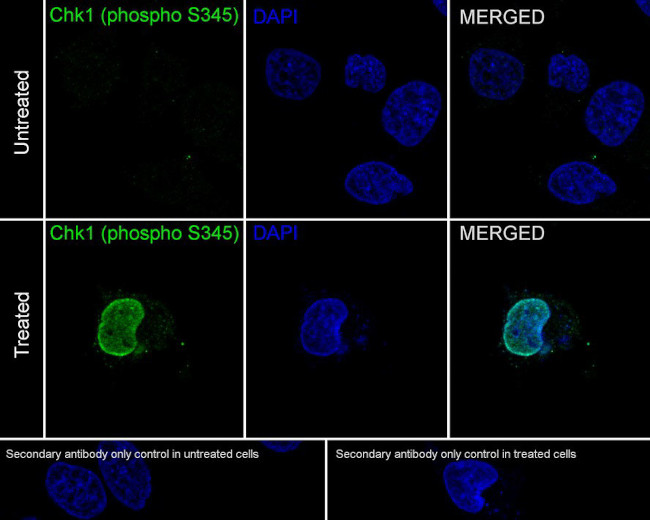 Phospho-CHK1 (Ser345) Antibody in Immunocytochemistry (ICC/IF)