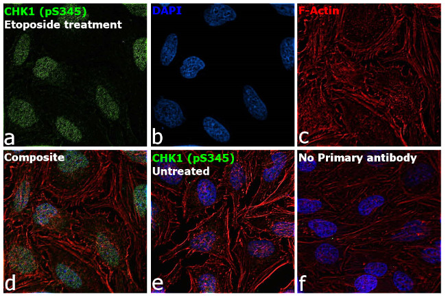 Phospho-CHK1 (Ser345) Antibody in Immunocytochemistry (ICC/IF)