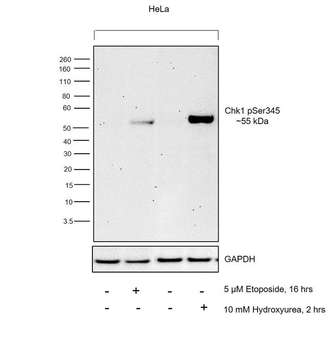 Phospho-CHK1 (Ser345) Antibody in Western Blot (WB)