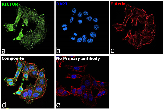 RICTOR Antibody in Immunocytochemistry (ICC/IF)