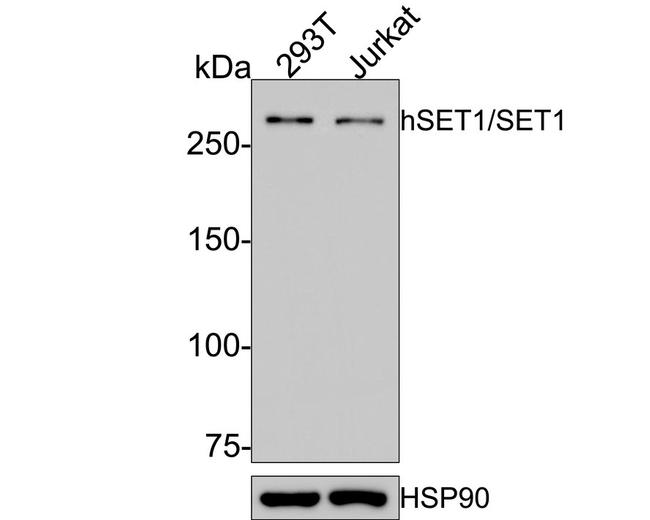 SETD1A Antibody in Western Blot (WB)