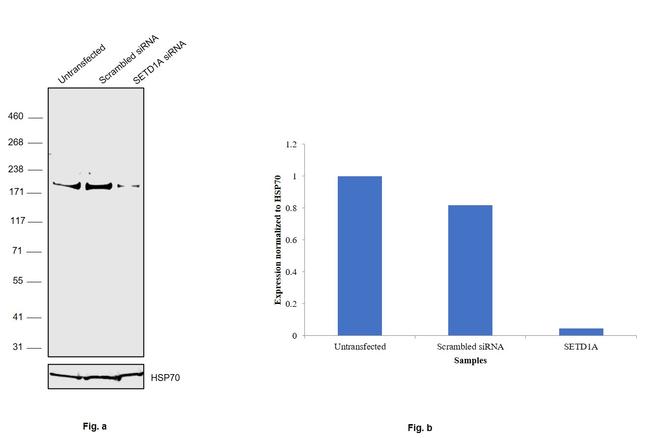 SETD1A Antibody in Western Blot (WB)