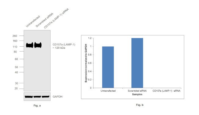 LAMP1 Antibody in Western Blot (WB)