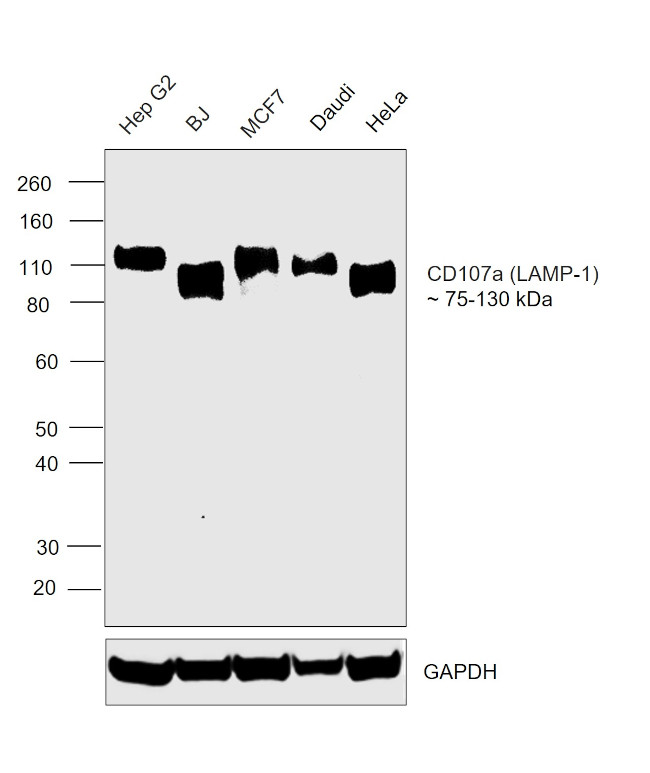 LAMP1 Antibody in Western Blot (WB)