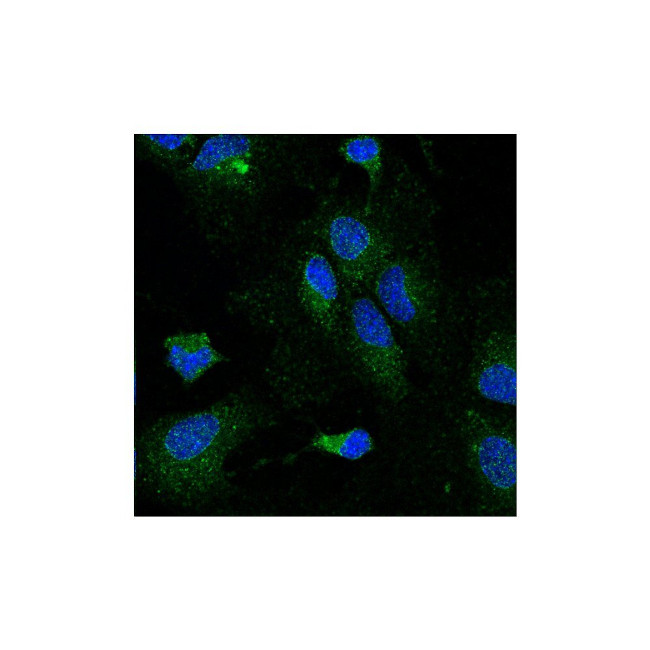 LPL Antibody in Immunocytochemistry (ICC/IF)