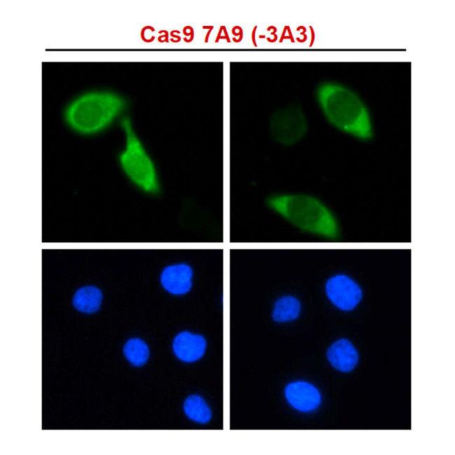 Cas9 Antibody in Immunocytochemistry (ICC/IF)