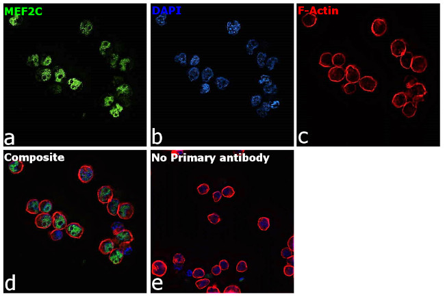 MEF2C Antibody in Immunocytochemistry (ICC/IF)