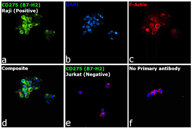 CD275 (B7-H2) Antibody in Immunocytochemistry (ICC/IF)