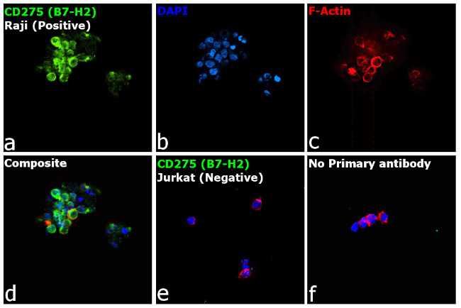 CD275 (B7-H2) Antibody