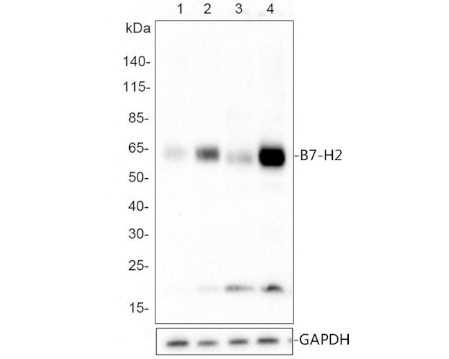 CD275 (B7-H2) Antibody in Western Blot (WB)