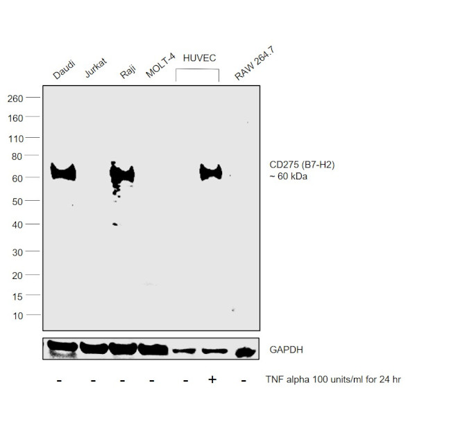 CD275 (B7-H2) Antibody in Western Blot (WB)